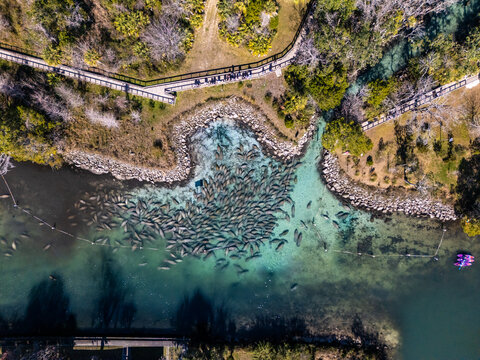 Aerial view of a large group of manatees congregating in the clear, turquoise waters of a spring near Crystal River, Florida, United States.