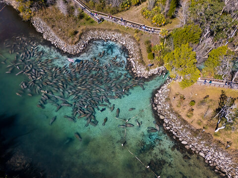 Aerial view of numerous manatees congregating in the clear, turquoise waters near the rocky shore, contrasting with the lush greenery, Crystal River, Florida, United States.