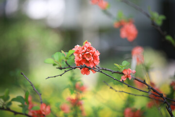 Gentle Blossom Branch &ndash; Fresh Floral Mood