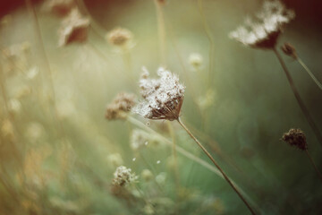 Whispering Meadow &ndash; Soft Wildflower Moment