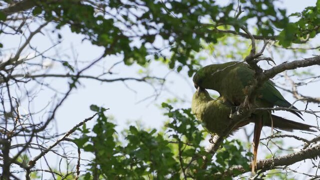Two green Austral Parakeets (Enicognathus ferrugineus) interact while perched on a thin branch with leaves against a clear sky