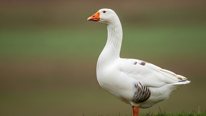 Fototapeta premium Graceful domestic white goose standing in grassy field with blurred green background showing elegant neck profile and orange beak at organic farmland