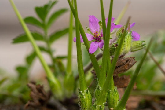 Detail of the flowers of Erodium malacoides, a herbaceous and perennial species belonging to the Geraniaceae family.