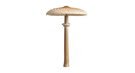 Parasol mushroom isolated PNG on transparent background, edible fungus with large cap and tall stem for culinary and nature designs © LUXSTORY