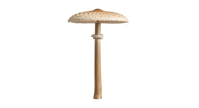 Parasol mushroom isolated PNG on transparent background, edible fungus with large cap and tall stem for culinary and nature designs