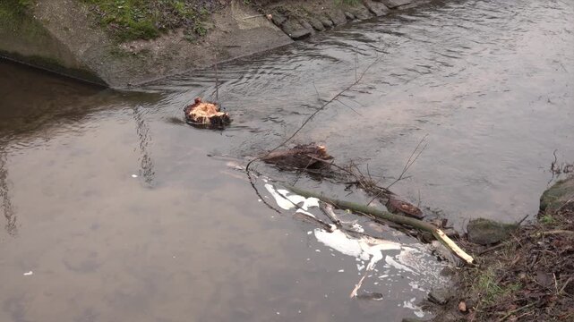 Logs and debris float on the water in the creek during a rainy day in the park