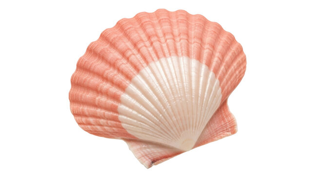 Elegant pink scallop shell isolated PNG, marine life seashell with ridges on transparent background for summer and coastal designs