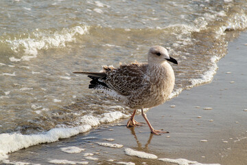 M&ouml;we am Strand
