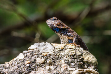 fence lizard close-up with details