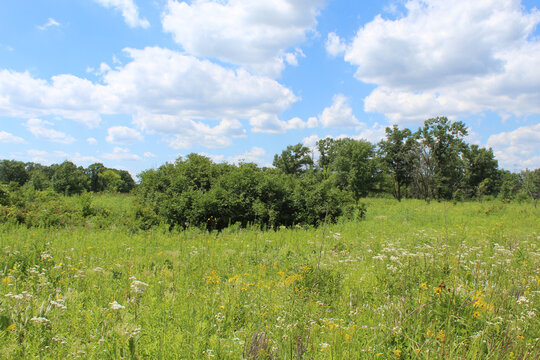 Small groves of trees at Somme Prairie Nature Preserve in Northbrook, Illinois
