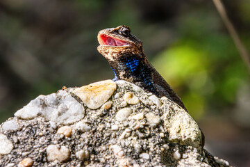 fence lizard close-up with details