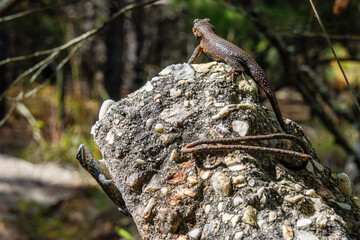 two fence lizards courting