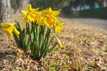 春先の野に咲く黄色の水仙