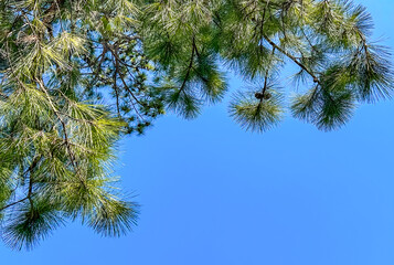 青空と陽射しを浴びる松の木
