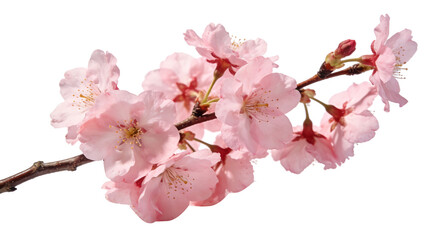 Fototapeta premium Pink cherry blossom branch with flowers on transparent background spring nature