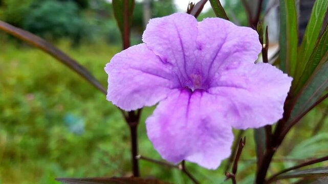 Kencana Ungu flower (Ruellia simplex) in the garden. Also known as Mexican petunia