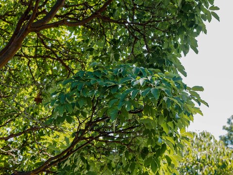 (Acer griseum) Zimtahorn Baum mit gebogen ansteigenden &Auml;stenseiner auff&auml;lligen Rotbraun Rinde im Kontrast zu seinem gr&uuml;nen Laub
