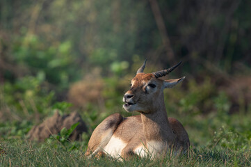 Fototapeta premium Indian blackbuck antelope resting calmly in green grassland with natural forest background. Wildlife mammal portrait showing horns, alert expression and peaceful behavior in natural habitat.