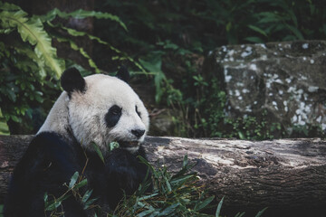 Obraz premium Giant Panda Eating Bamboo in Lush Green Forest