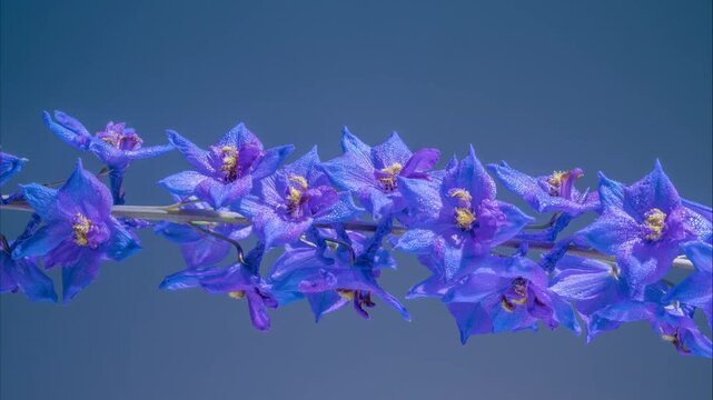 horizontal delphinium band across frame, panoramic close detail with repeated florets, cool tones and contemporary botanical vibe for banners