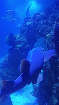 Sharks swimming in a large blue aquarium tank with coral reefs.