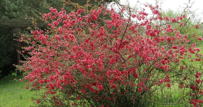 Japanische Zierquitte or Nordische Zitrone (Chaenomeles speciosa). Zierstrauch mit schalenf&ouml;rmigen ziegelrot Bl&uuml;ten, goldgelben Staubbl&auml;tter auf aufrecht-abstehende Zweige mit kr&auml;ftige Dornen
