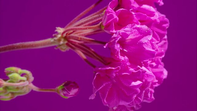 closeup saturated magenta geranium cluster studiolit ruffled petals with crisp texture and water droplets, bold highcontrast background ideal