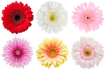 vibrant collection of colorful gerbera daisy flower heads isolated against a clean transparent background in a studio shot.