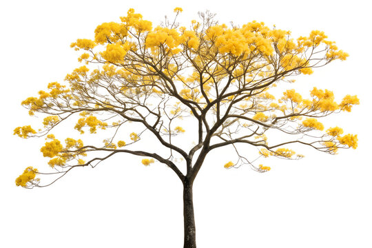 Yellow Flowering Tree Gulmohar Flame Tree Royal Poinciana Blooming Isolated