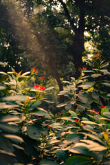 Sun Rays Falling on Flower in Forest of Delhi, Capital of India
