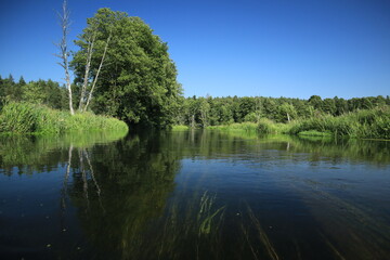 Peaceful forest river with green banks and clear blue sky
