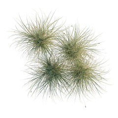 Obraz premium Carex appressa tree plan, top view, cutout, transparent background, isolate, Delicate Sphagnum Moss Ball in a Natural Habitat - Detailed Macro Photography of a Living Ecosystem