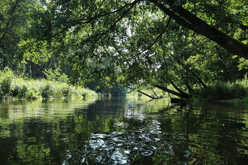 Forest river under tree canopy with reflections on water