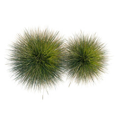 Naklejka premium Festuca gautieri tree plan, top view, cutout, transparent background, isolate, Lush Green Grass Texture Close-Up: Detailed View of Blades and Natural Patterns