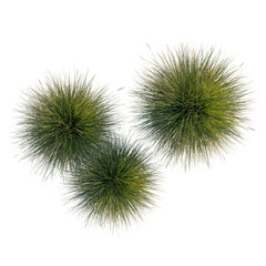 Fototapeta premium Festuca gautieri tree plan, top view, cutout, transparent background, isolate, Vibrant green pine needles texture close-up. Detailed macro photography of soft, lush, natural forest foliage