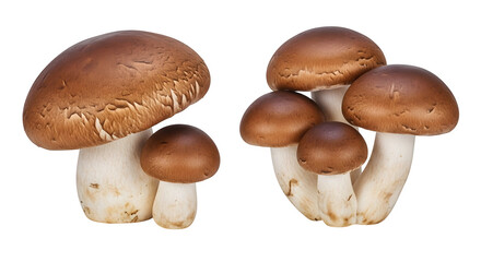 Mushrooms isolated fungi, isolated on white or transparent background. PNG