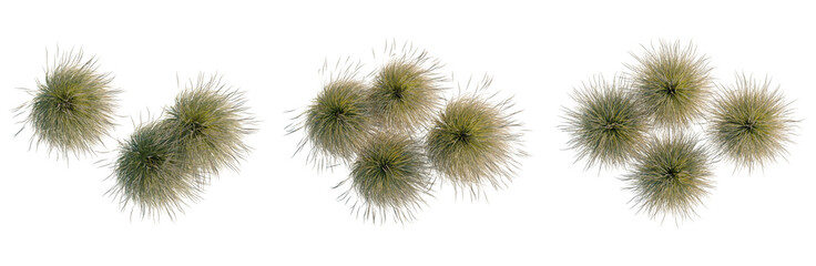 Obraz premium Festuca mairei tree plan, top view, cutout, transparent background, isolate, Detailed Macro Shot of Vibrant Green Moss Texture, Highlighting Natural Patterns and Delicate Details