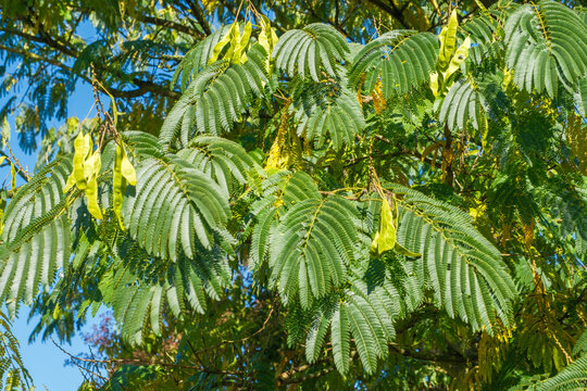 Albizia julibrissin Seidenbaum Detail Blatt und Frucht