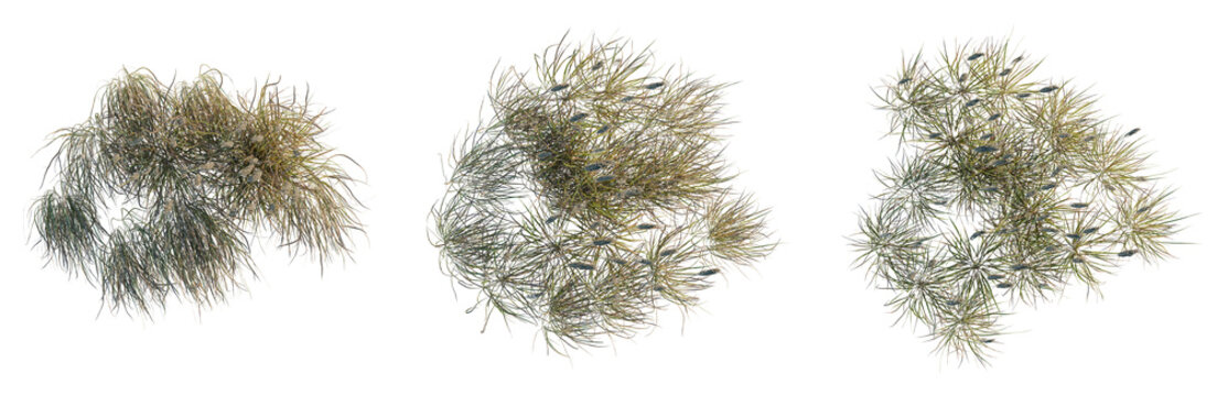 Imperata cylindrica tree plan, top view, cutout, transparent background, isolate, Detailed macro shot of a tuft of vibrant green and brown moss, perfect for textures, backgrounds