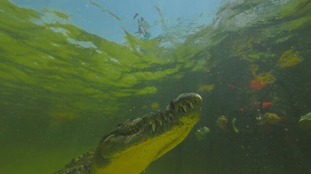 Banco Chinchorro, a unique atoll off Mexico's Yucatan Peninsula.underwater extreme closeup shot of the American crocodile (Crocodylus acutus)