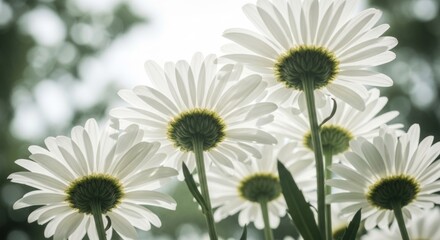 Obraz premium Daisies from below, bright light shining, stems upwards, bokeh light