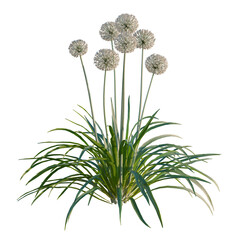 Fototapeta premium Allium tree, elevation, front view, cutout, transparent background, isolate, Delicate sprig of chives, fresh green herbs close-up, culinary ingredient, aromatic plants, cooking, healthy food, kitchen