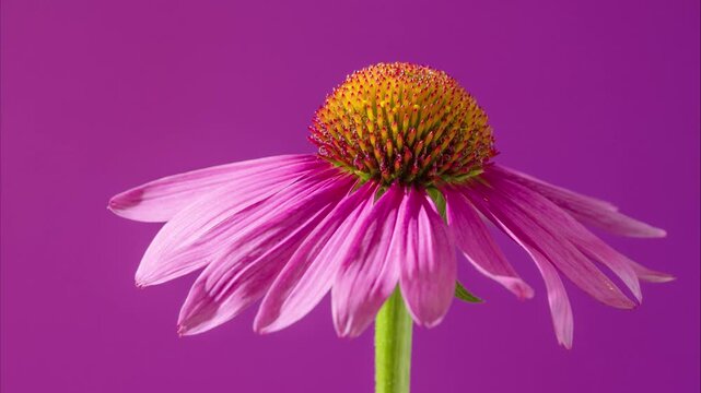 magenta background pink coneflower portrait showing drooping petals and textured cone, studiolit botanical macro with crisp detail.