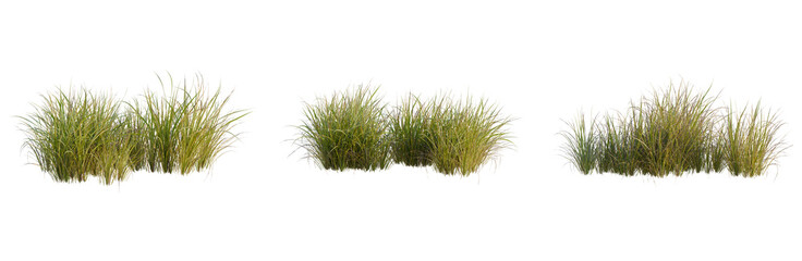 Carex obnupta tree, elevation, front view, cutout, transparent background, isolate © DH Tree Stock