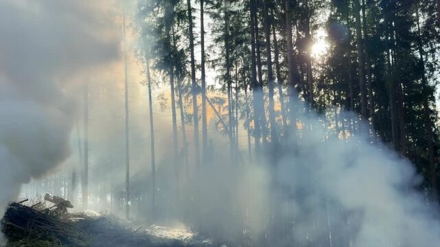 Dramatic Forest Management with Thick Smoke and Sunlight Rays through spruce trees.
