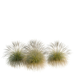 Fototapeta premium Festuca mairei tree, elevation, front view, cutout, transparent background, isolate, Delicate feathery grass texture, close-up view of a lush vibrant field, beautiful natural landscape