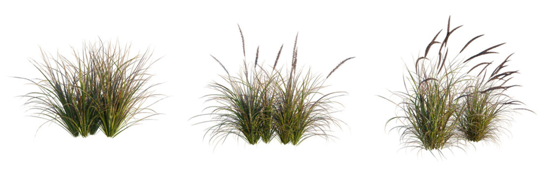 Pennisetum setaceum rubrum tree, elevation, front view, cutout, transparent background, isolate, Detailed close-up of lush green grass blades swaying gently in a meadow