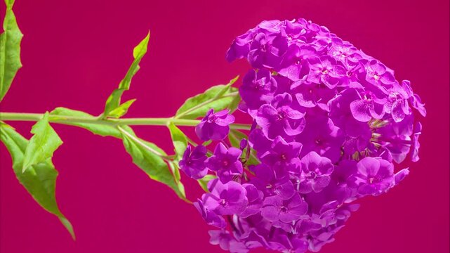 closeup magenta hydrangea bloom on fuchsia background, delicate petals and green stem captured in slow pan, studio lighting highlights texture