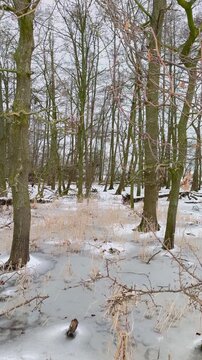 Winterliche Moorlandschaft mit gefrorenem Wasser und B&auml;umen. Verschneite Moorlandschaft mit Erlen und Eichen im gefrorenen Wasser in nat&uuml;rlicher Winterumgebung.