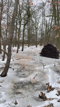 Erlen und Eichen stehen im zugefrorenen Wasser am Rand eines Moores. Erlen und Eichen im gefrorenen Wasser an der Moorgrenze w&auml;hrend einer ruhigen winterlichen Landschaftsszene.